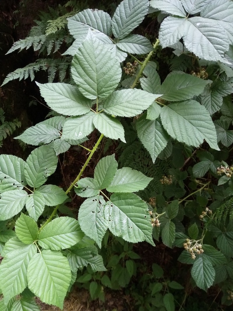 Rubus chaerophyllus