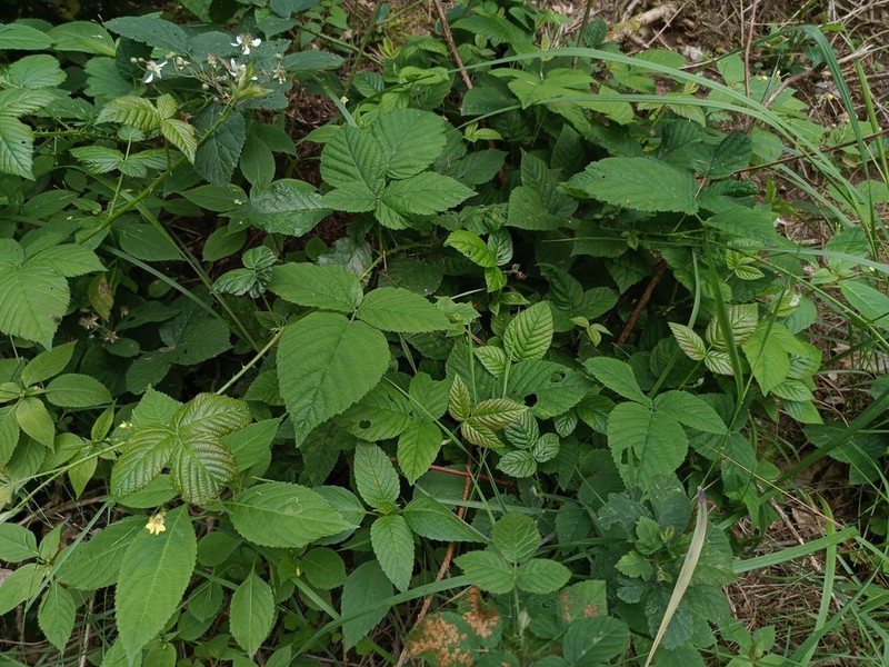Rubus chaerophyllus photo 2