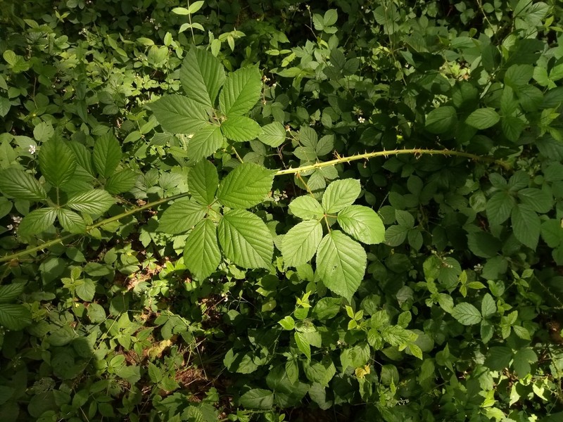 Rubus chaerophyllus photo 3