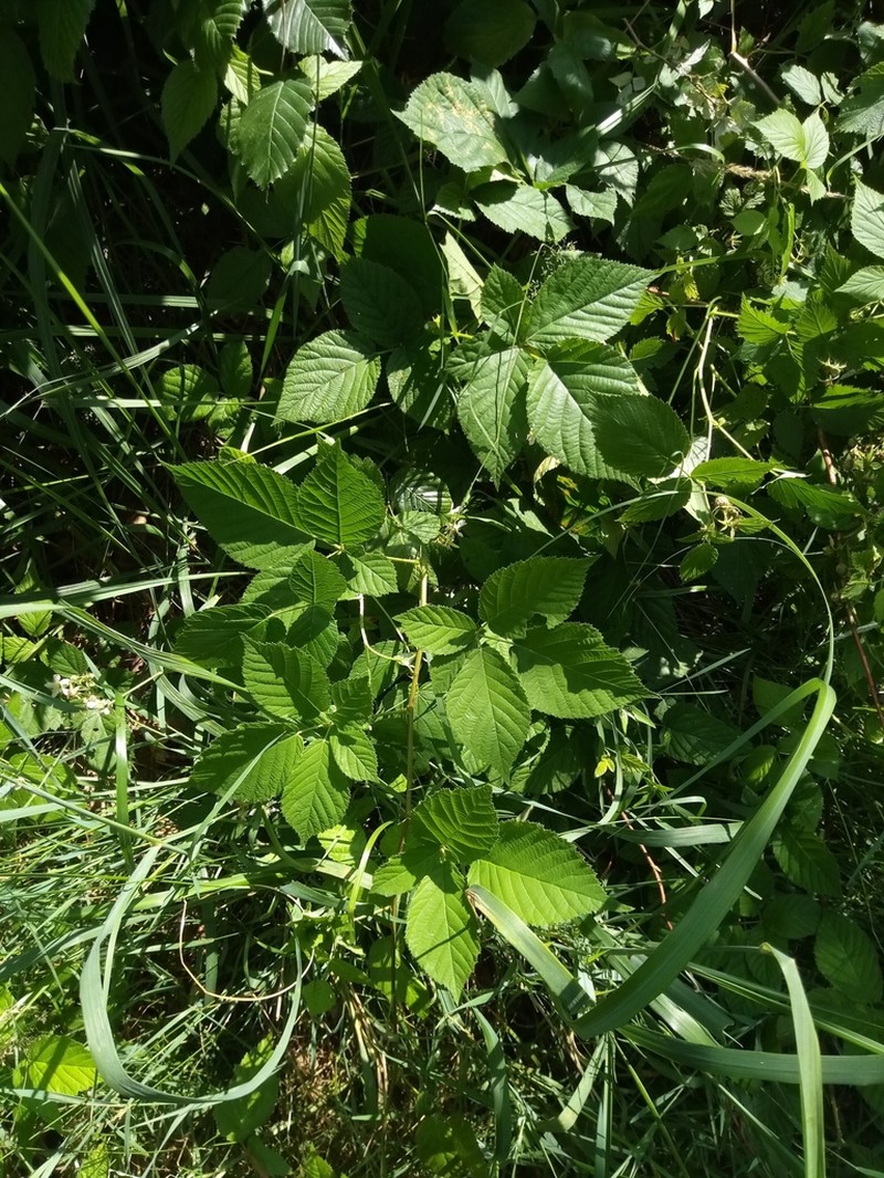 Rubus chaerophyllus photo 4