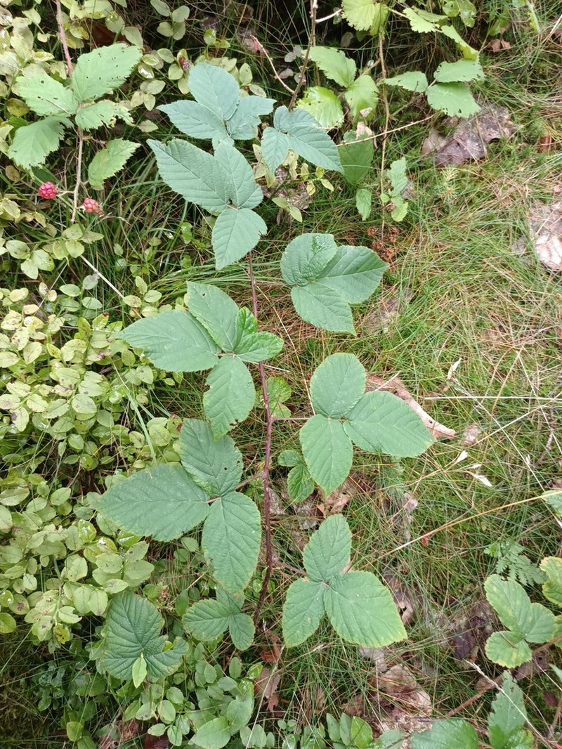 Rubus chaerophyllus photo 5