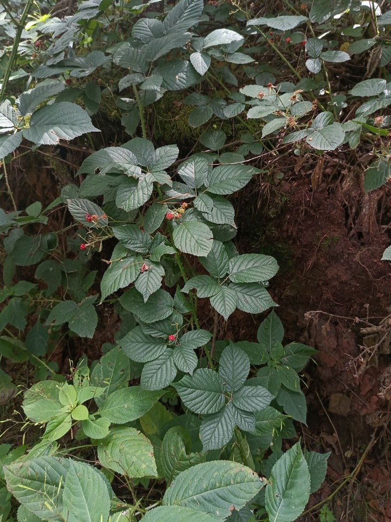 Rubus chaerophyllus photo 6