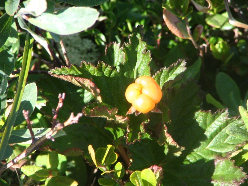 Cloudberry photo 4