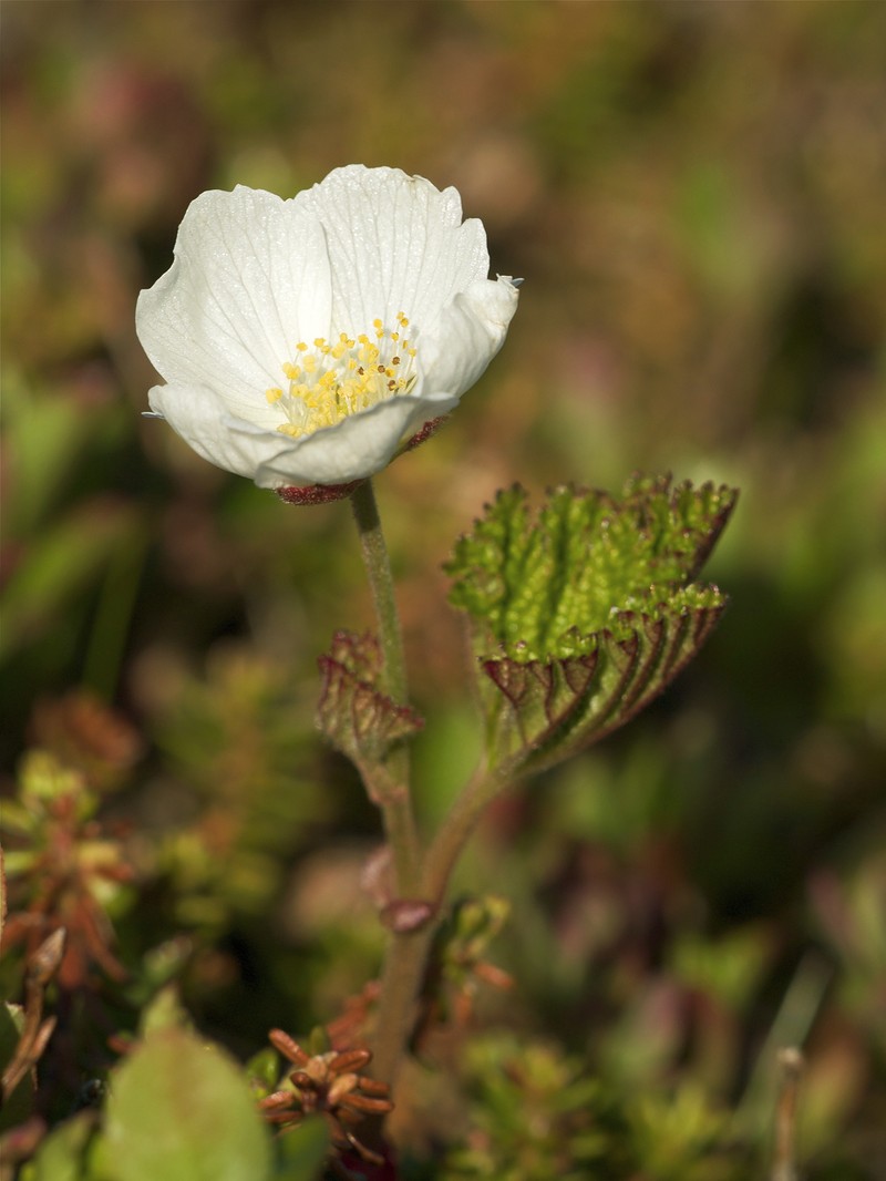 Cloudberry photo 3