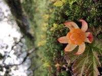 Cloudberry