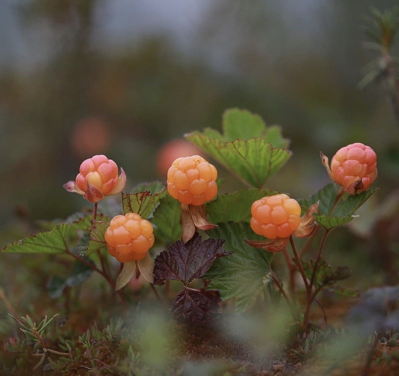 Cloudberry photo 4