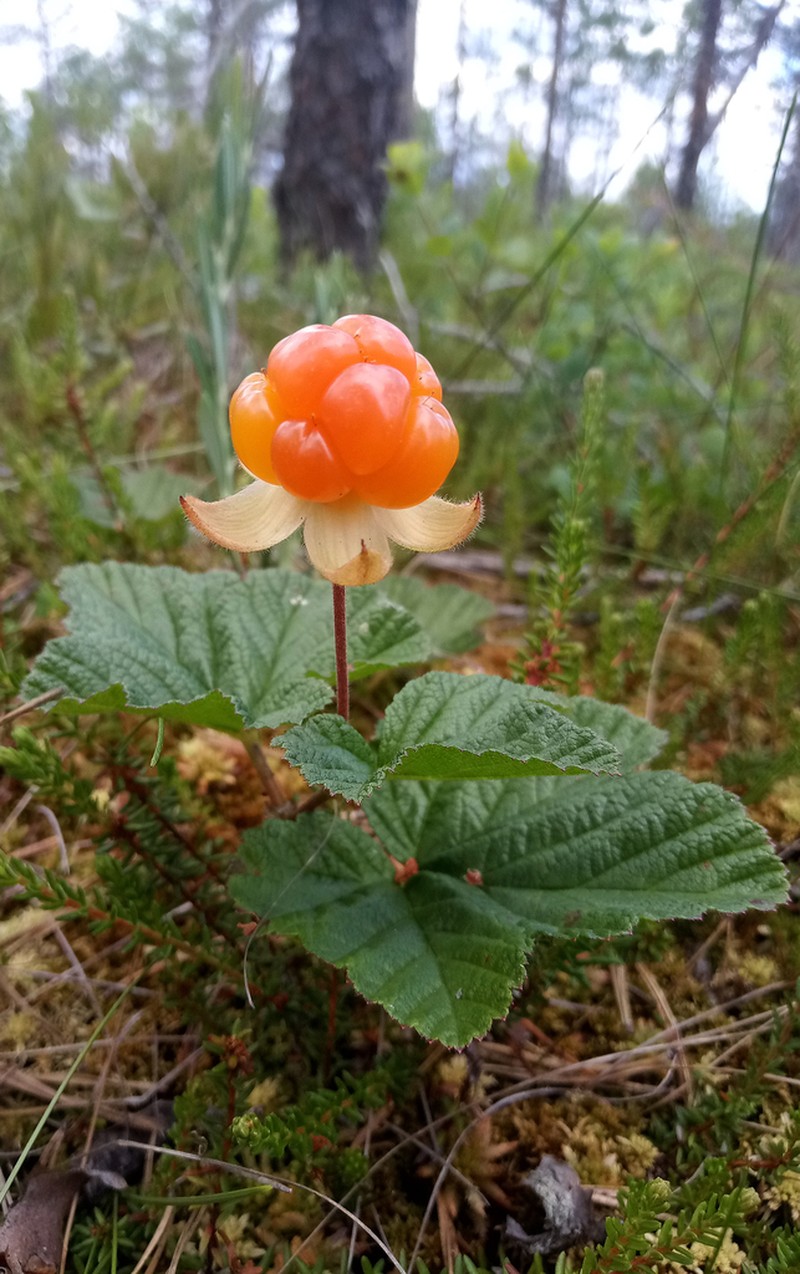 Cloudberry photo 5