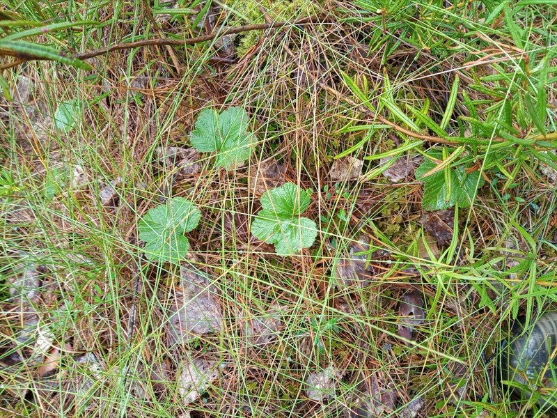 Cloudberry photo 6