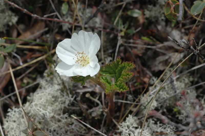 Cloudberry photo 7