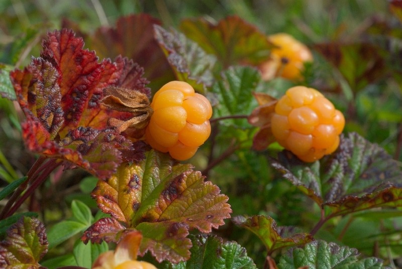 Cloudberry photo 8