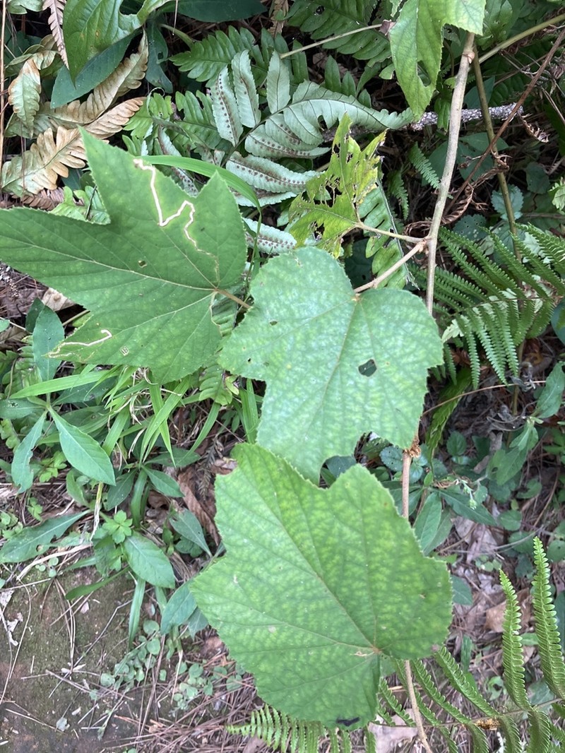 Rubus chevalieri