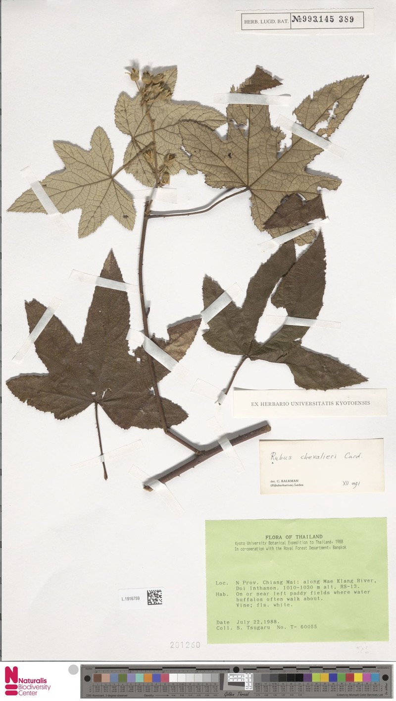 Rubus chevalieri photo 2