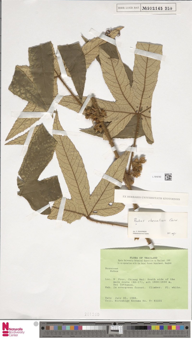 Rubus chevalieri photo 3