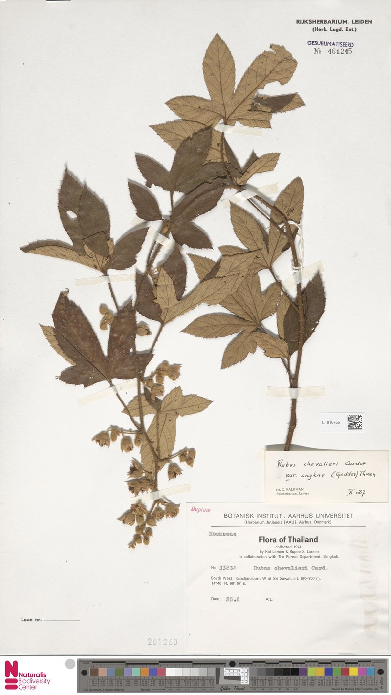 Rubus chevalieri photo 4