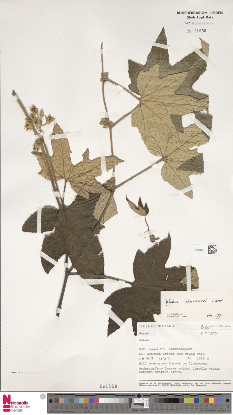 Rubus chevalieri photo 5
