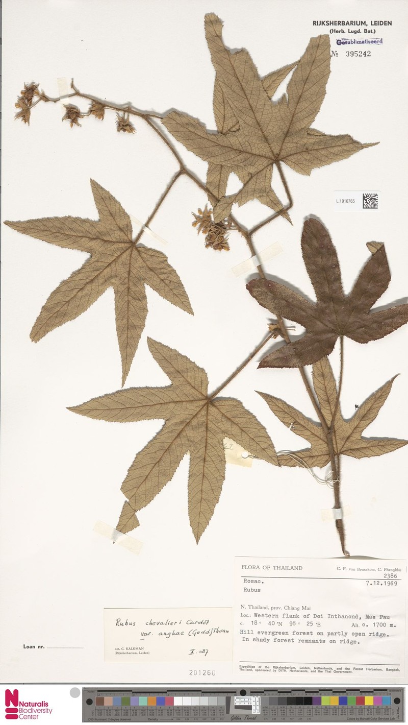 Rubus chevalieri photo 6