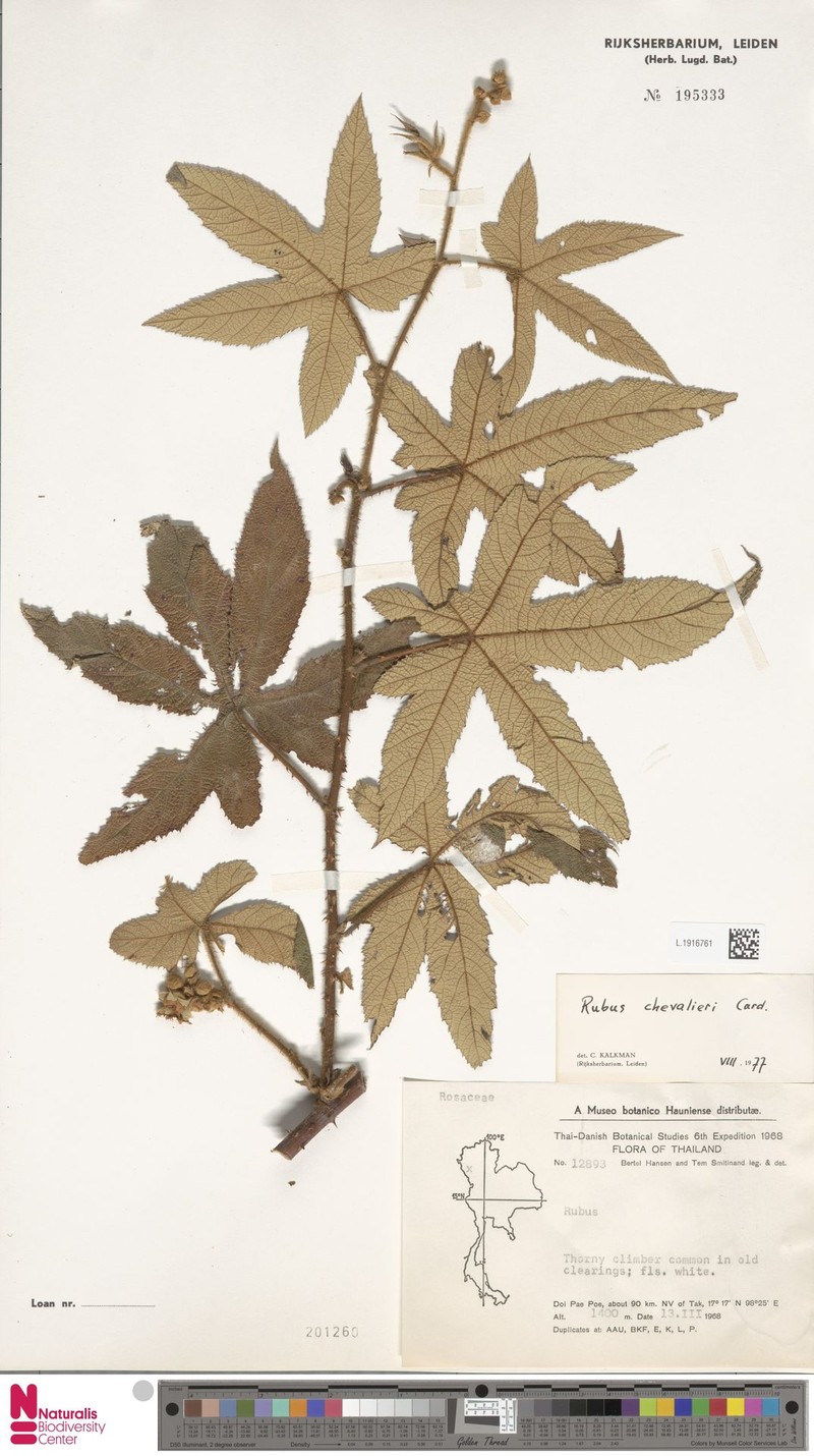 Rubus chevalieri photo 7