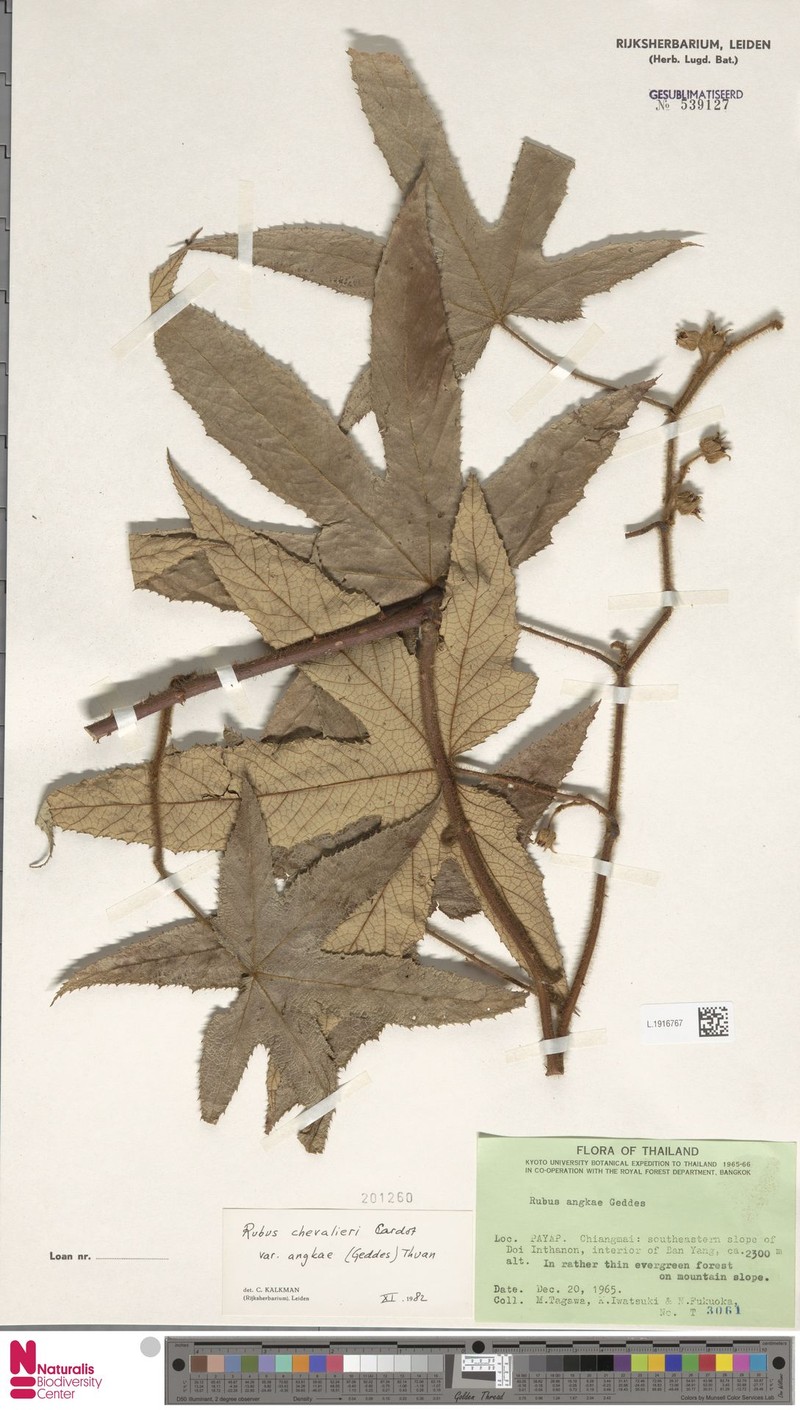 Rubus chevalieri var. angkae photo 3