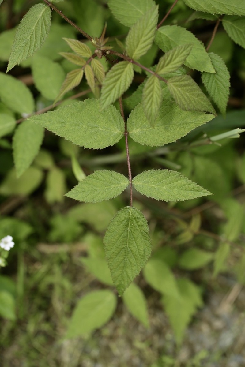 Rubus chiliadenus