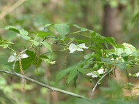 Rubus chingii