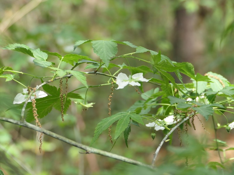 Rubus chingii