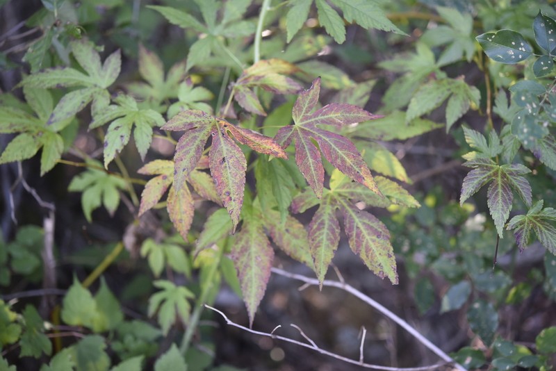Rubus chingii photo 2