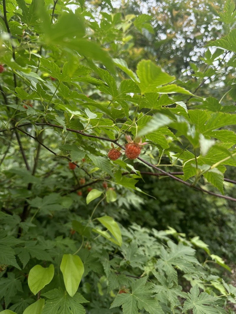 Rubus chingii photo 3