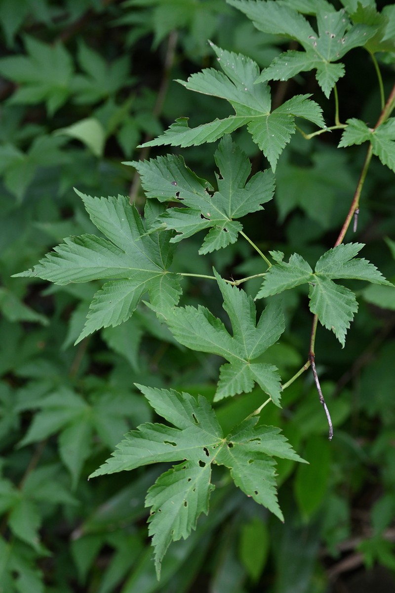 Rubus chingii photo 4