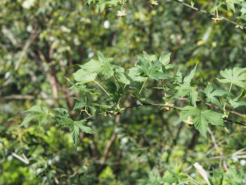 Rubus chingii photo 5