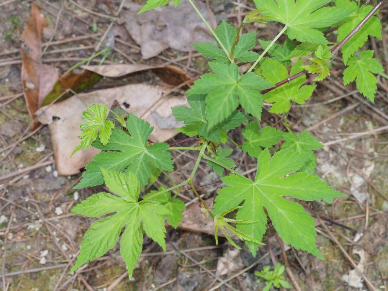 Rubus chingii photo 6