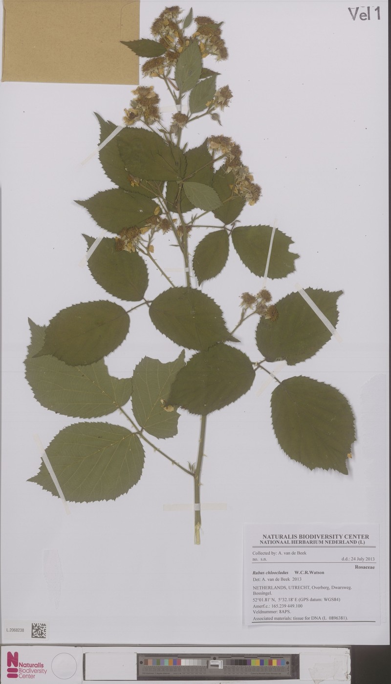 Rubus chloocladus