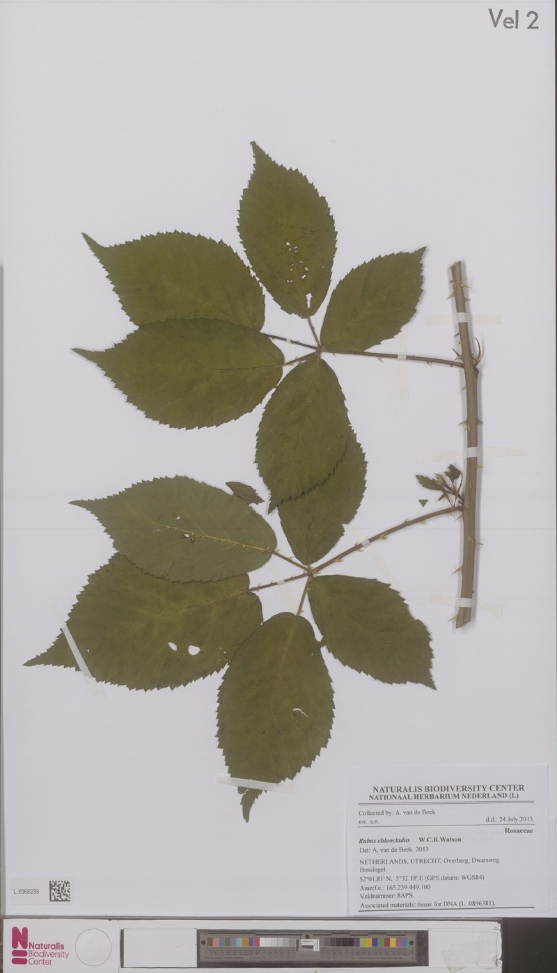 Rubus chloocladus photo 2