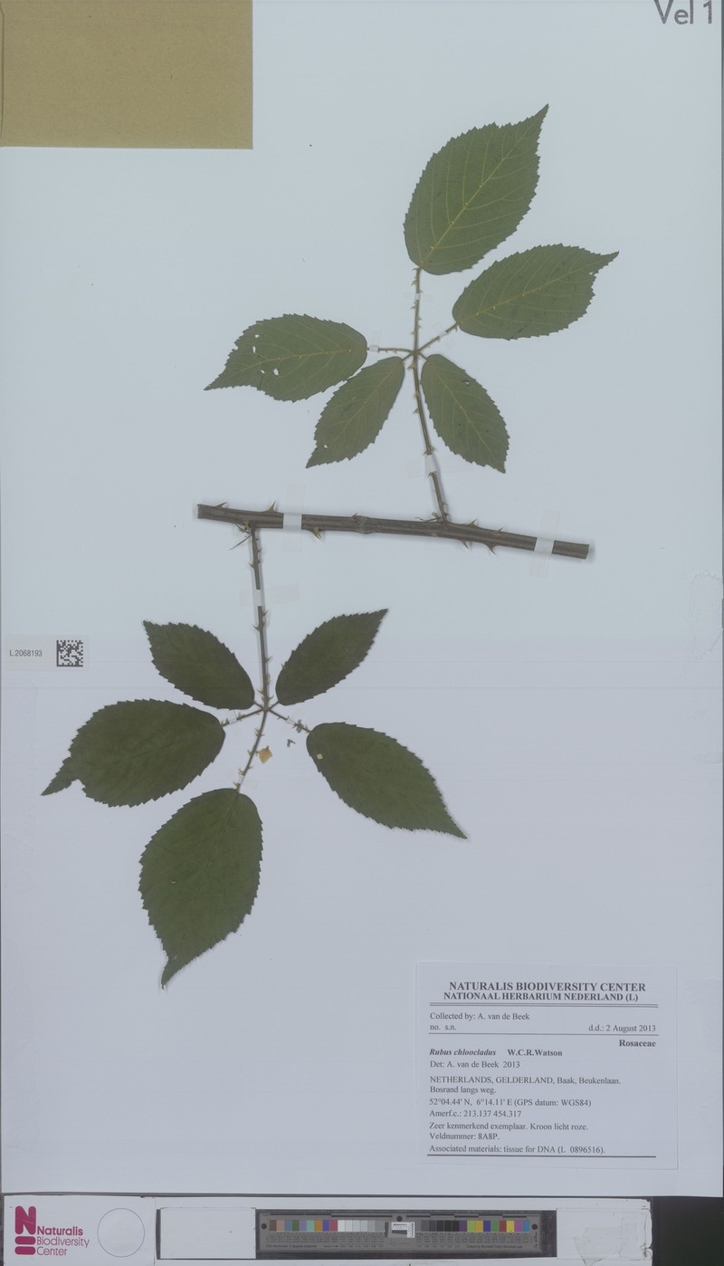 Rubus chloocladus photo 3