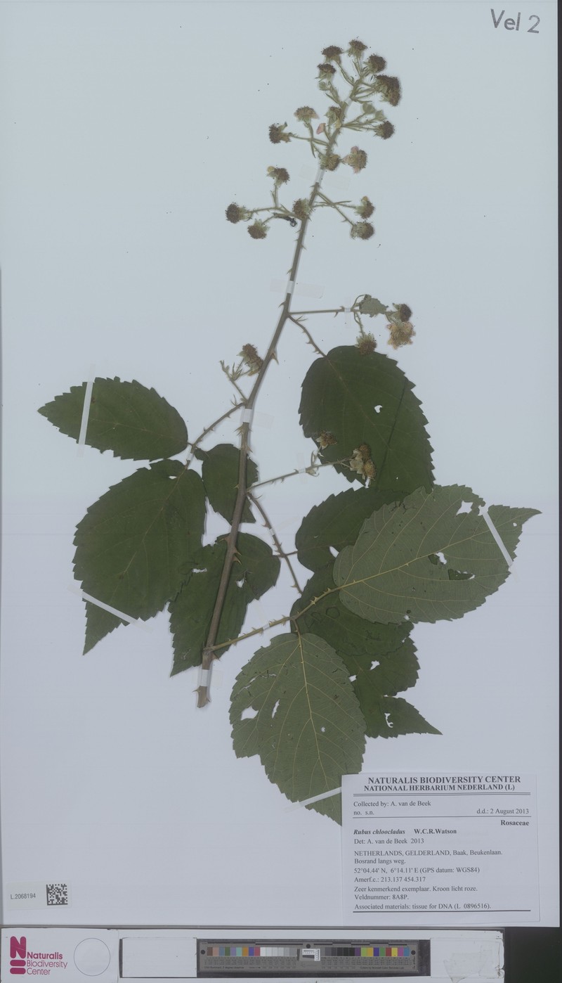 Rubus chloocladus photo 4