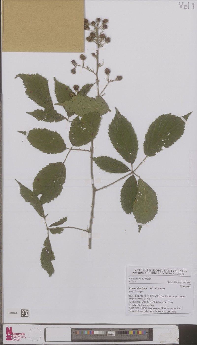 Rubus chloocladus photo 5