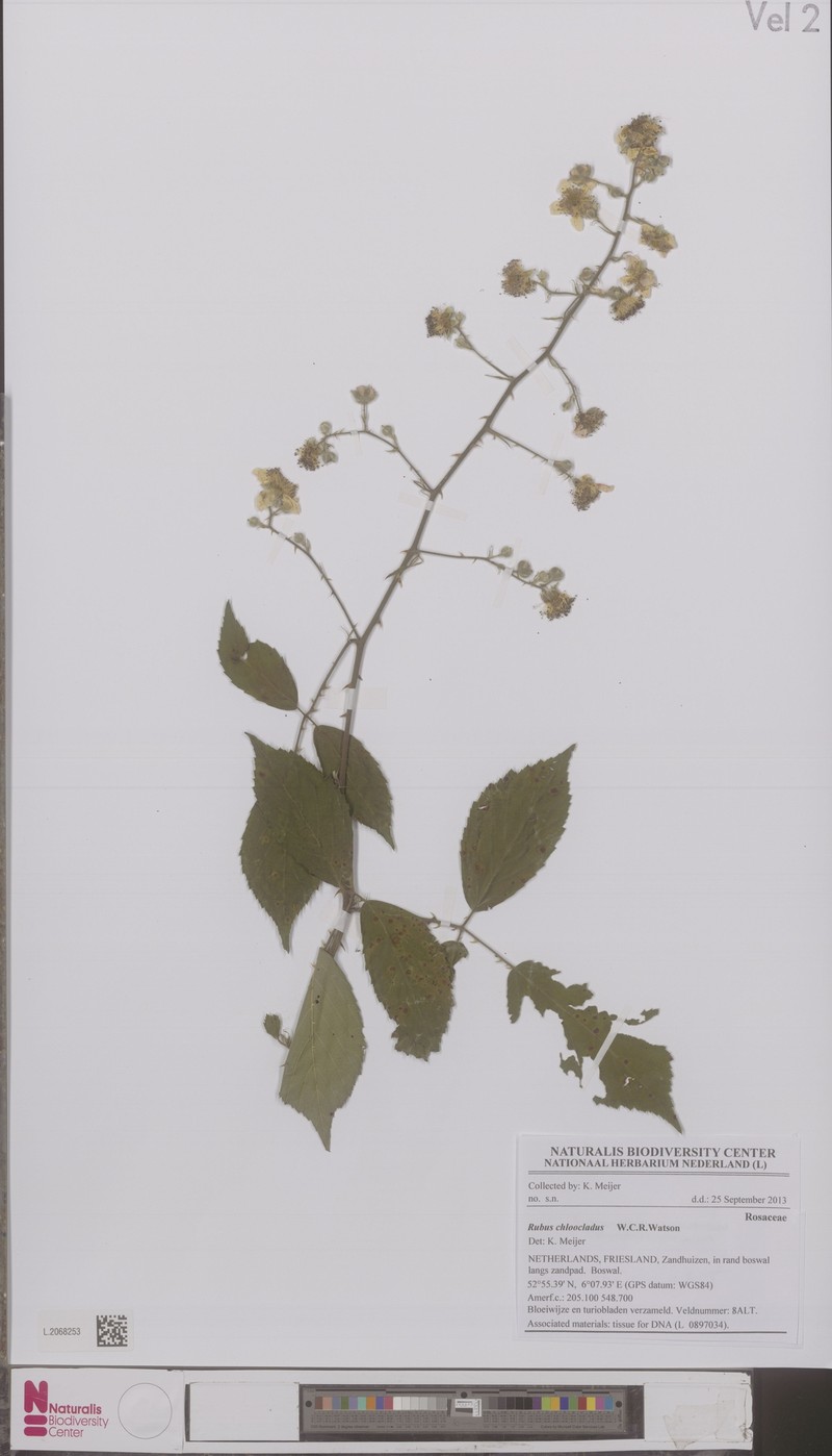 Rubus chloocladus photo 6