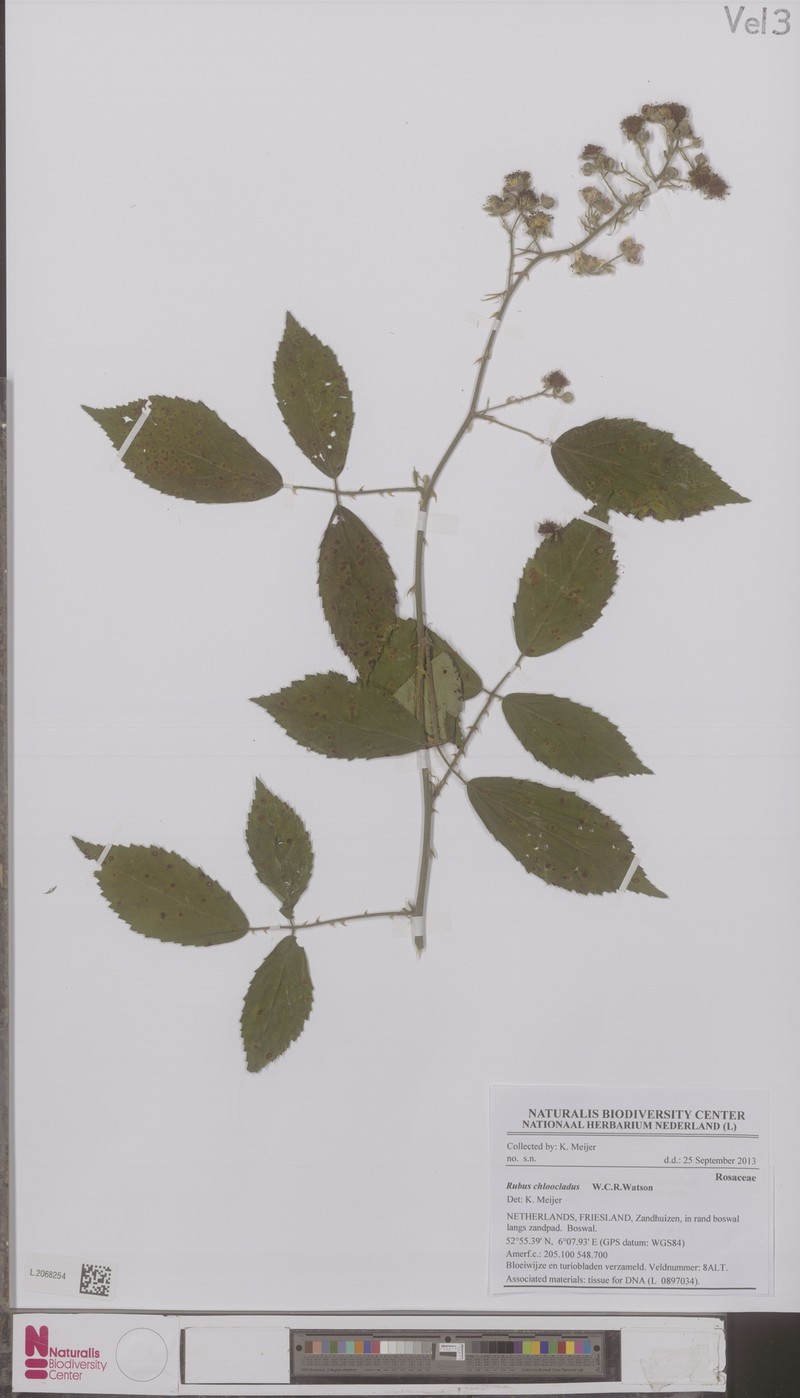Rubus chloocladus photo 7