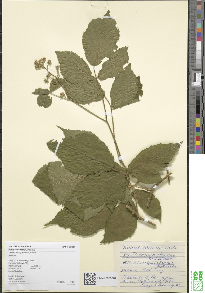 Rubus chlorostachys