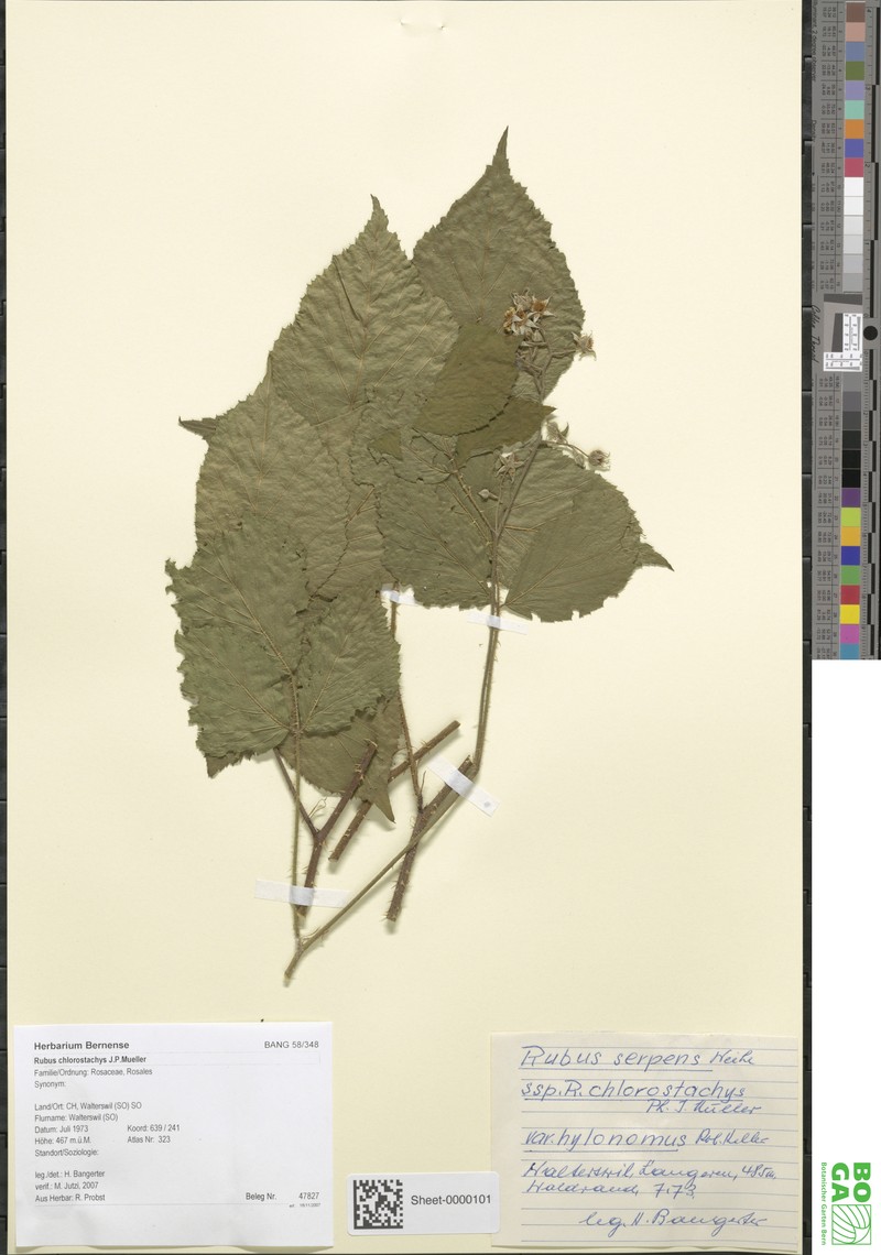 Rubus chlorostachys photo 2