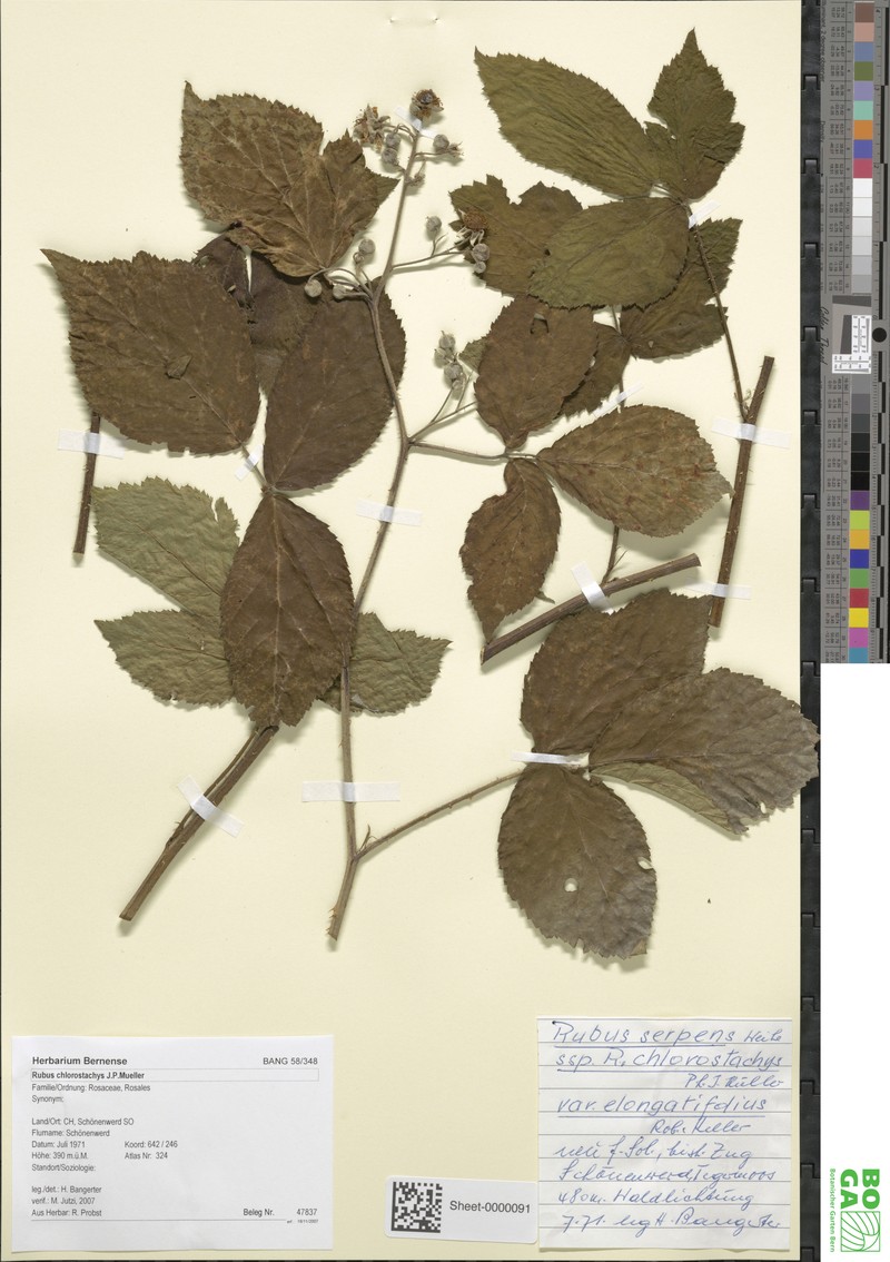 Rubus chlorostachys photo 3