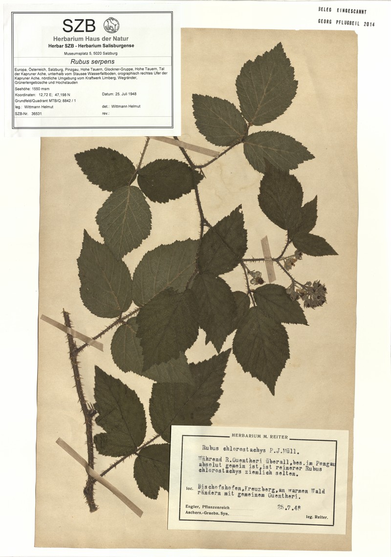 Rubus chlorostachys photo 4