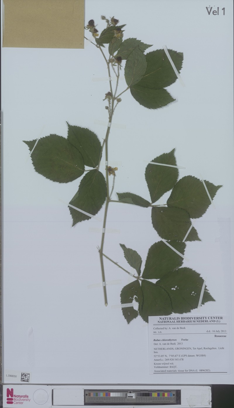 Rubus chlorothyrsos photo 2