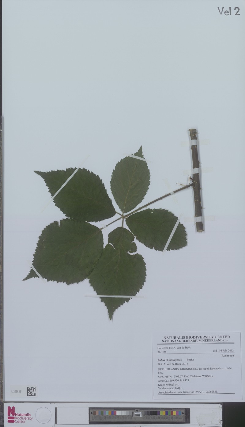 Rubus chlorothyrsos photo 3