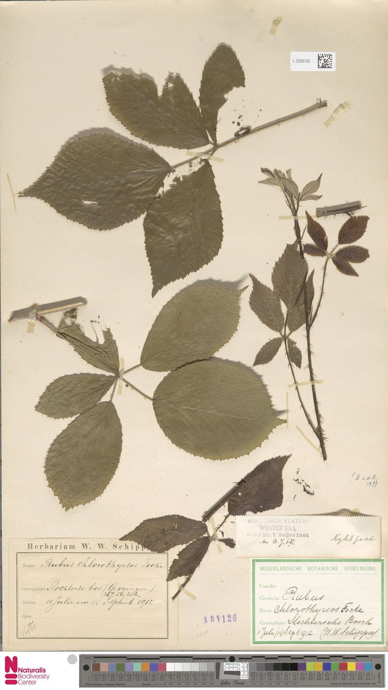 Rubus chlorothyrsos photo 4