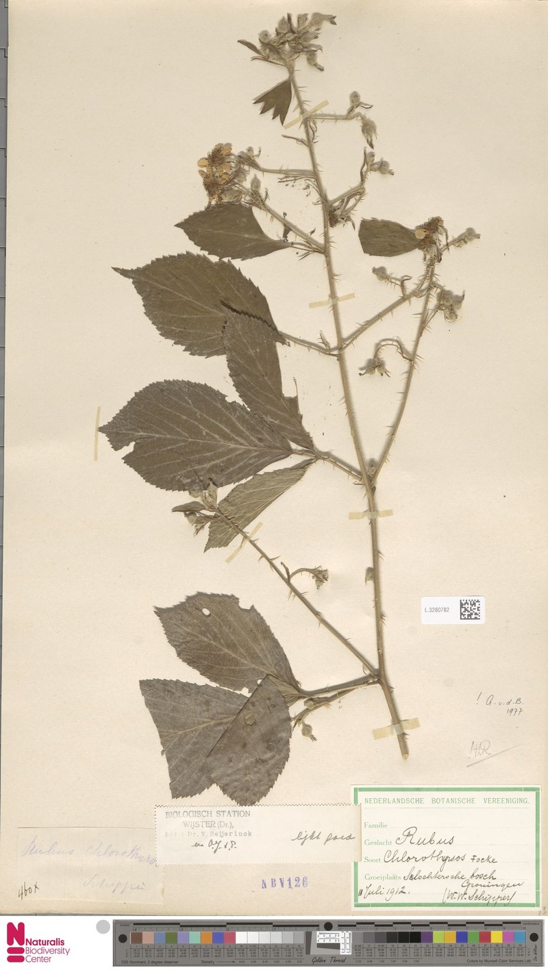 Rubus chlorothyrsos photo 5
