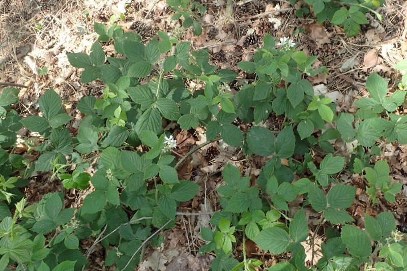 Rubus chlorothyrsos