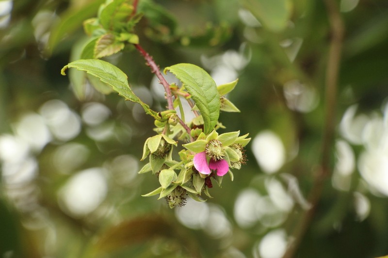 Rubus choachiensis
