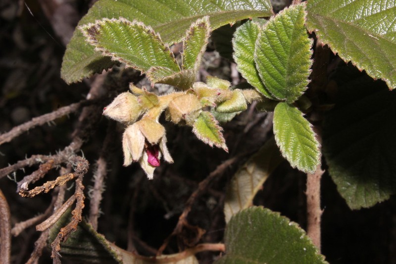 Rubus choachiensis photo 2