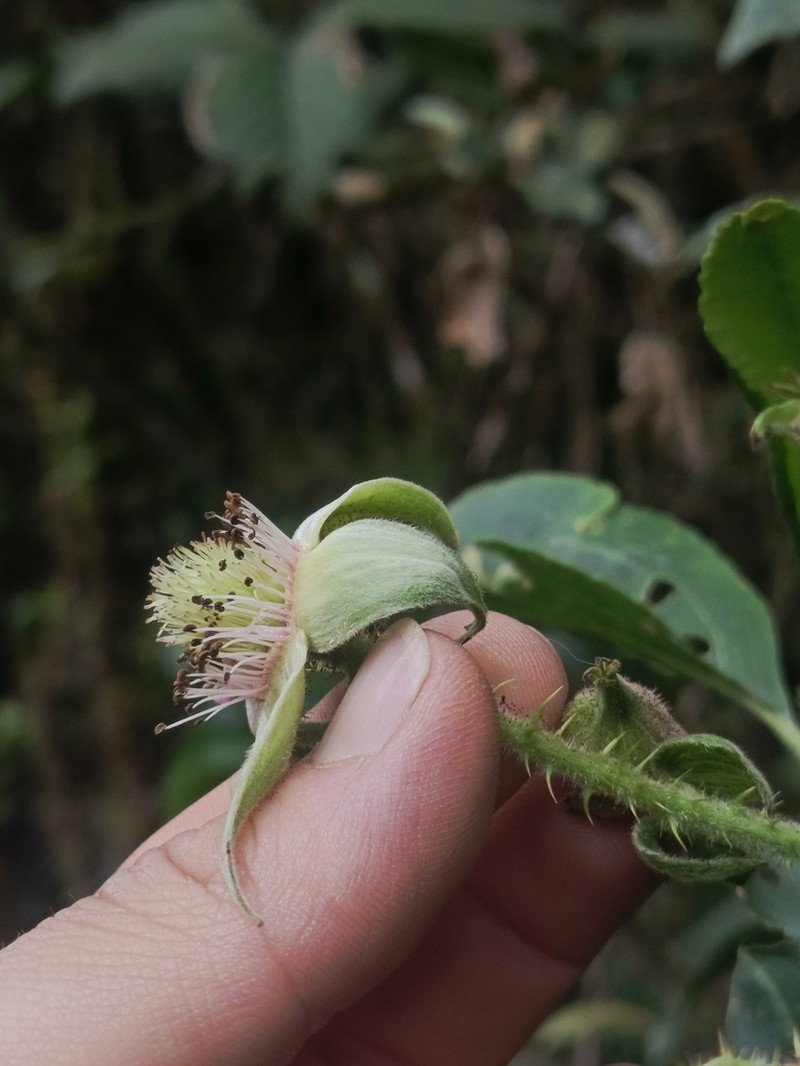 Rubus choachiensis photo 3
