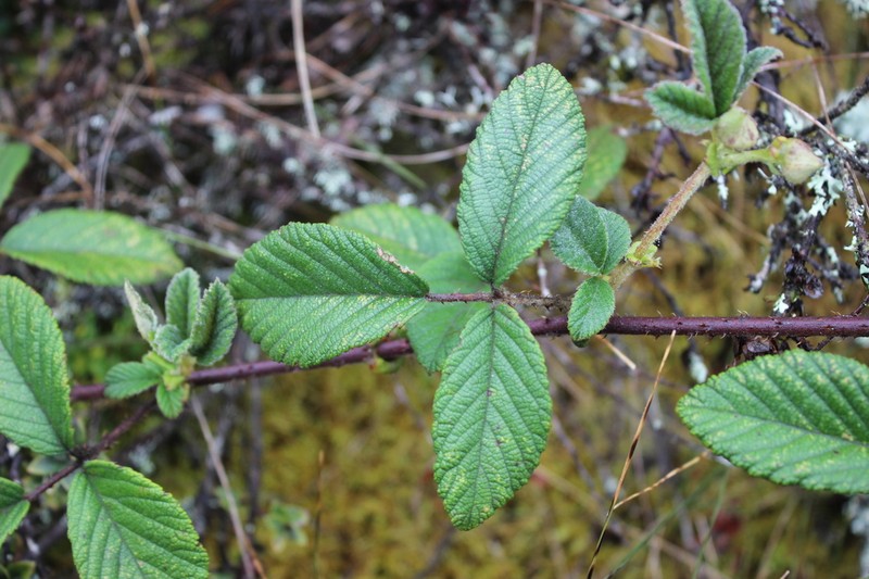Rubus choachiensis photo 4